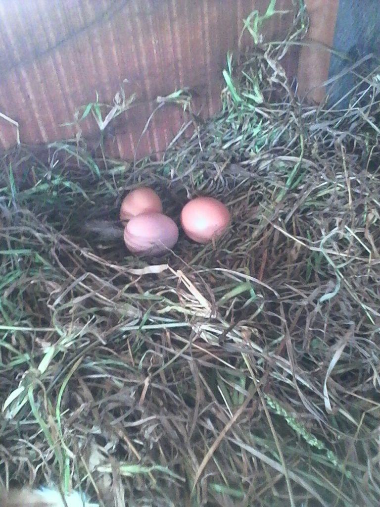 Dopo le galline... sono arrivate anche le uova!