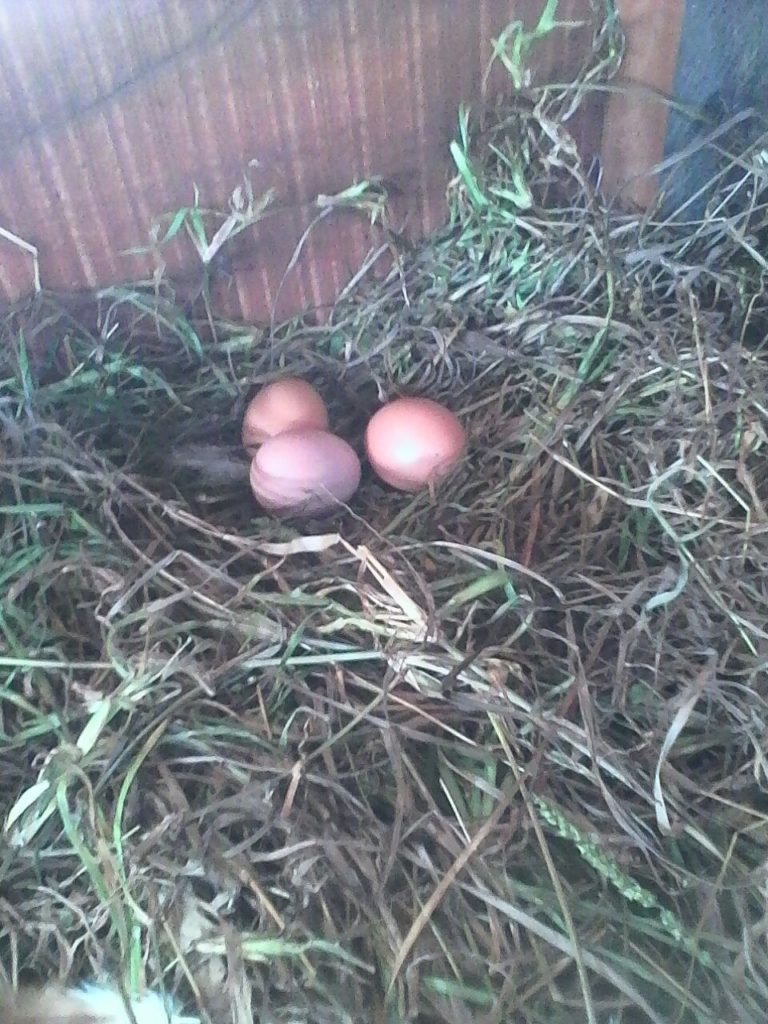 Dopo le galline... sono arrivate anche le uova!
