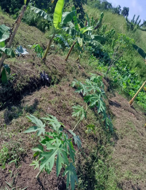 Nuovi alberi da frutta nel nostro campo